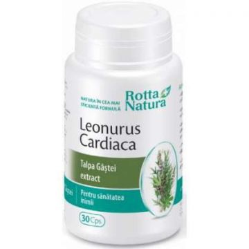 Leonurus cardiaca (Talpa Gastei) Rotta Natura 30 capsule (Concentratie: 240 mg)