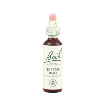 Chestnut Bud - Castan salbatic (Bach7) 20ml - Remediu Floral Bach